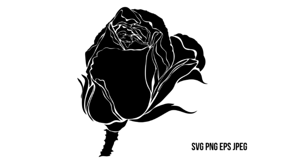 Black Rose Graphics and Illustrations Review