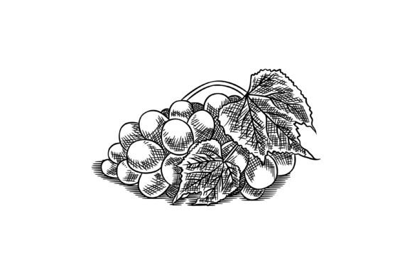 Grape Illustration Line Engraved: Graphics & Illustrations