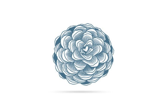 Pine Seed Illustration: Graphics & Illustrations Review